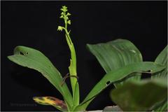 Polystachya concreta